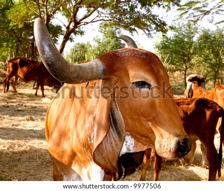 The face and upper body of a Indian golden cow