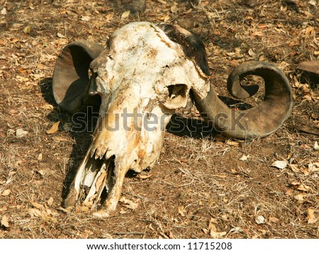 Native Indian decorated buffalo skull in the desert