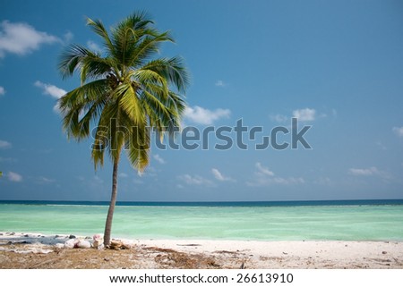 Island Paradise - Palm tree hanging over a sandy white beach with stunning turquoise waters