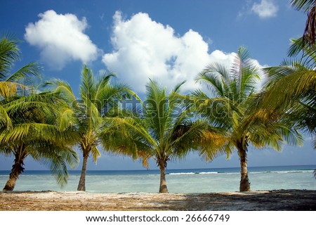Island Paradise - Palm trees hanging over a sandy white beach with stunning turquoise waters