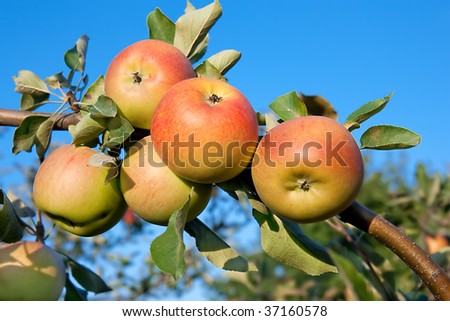 Fresh ripen apples on branch tree against blue sky ,sunny day