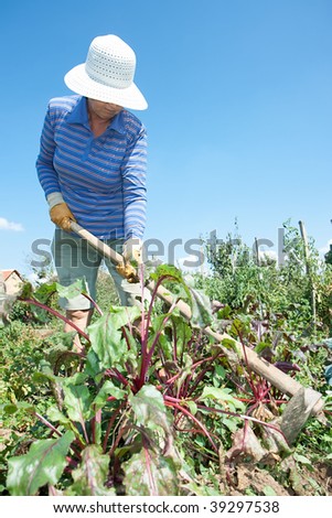Woman is digging with hoe red beetroot field , fall season