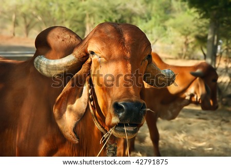 The face and upper body of a Indian golden cow, Gujarati , India