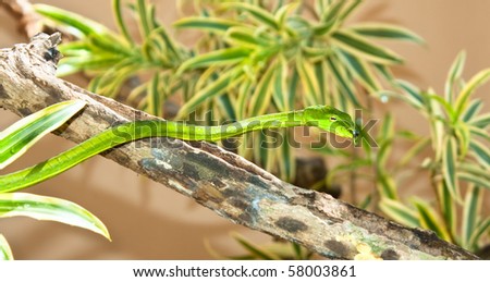 Green Leaf Snake From India. Kerala, India Stock Photo 