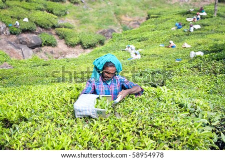 MUNNAR, INDIA - FEBRUARY 12 : Woman picking tea leaves in a tea plantation, February 12. 2009. Munnar, Kerala, India.