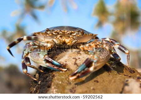 Big Crab on a beach in Indian sea against blue sky ,Goa,  India