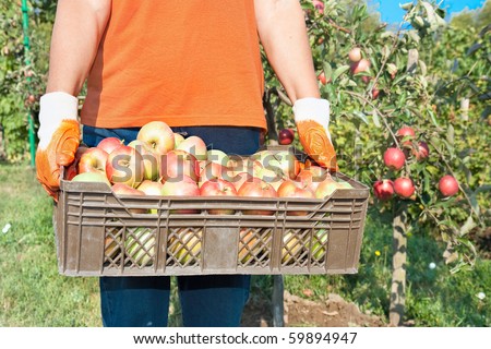 Fresh vegetable in wooden basket  Apple picking in the fall - beautiful girl with basket full of red apples.