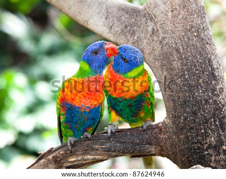 Australian rainbow lorikeets. Australia beautiful birds kissing  on branch