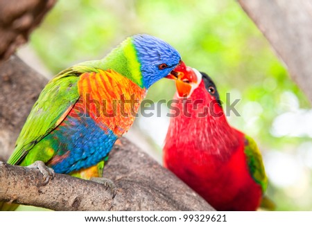Australian rainbow lorikeets. Australia beautiful birds kissing on branch
