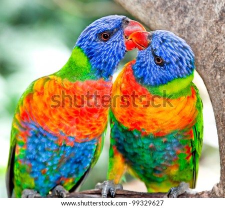 Australian rainbow lorikeets. Australia beautiful birds kissing  on branch in nature surrounding
