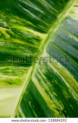 A close up of a tropical plant leaf.