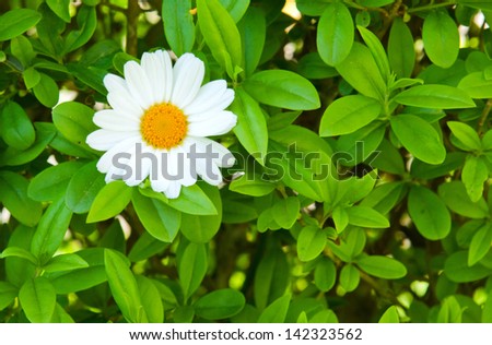 Beautiful meadow with spring flowers (Golden daisy).