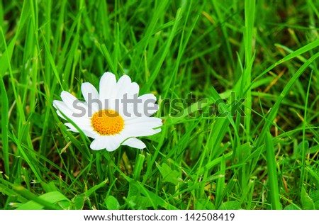 Beautiful meadow with spring flowers (Golden daisy).