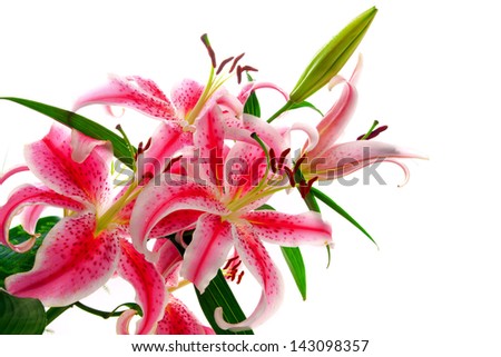 Image of pink stargazer lily, isolated on white.