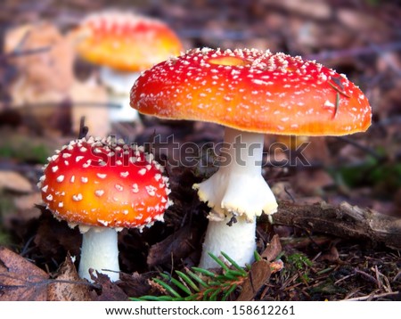 Fly agaric in autumn forest.