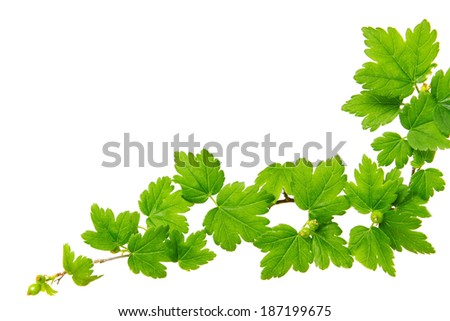 Green plants background Green plants background