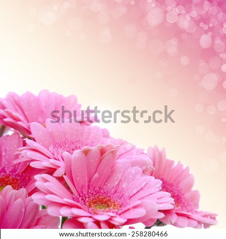 Gerber flowers isolated on pink background.Birthday card.