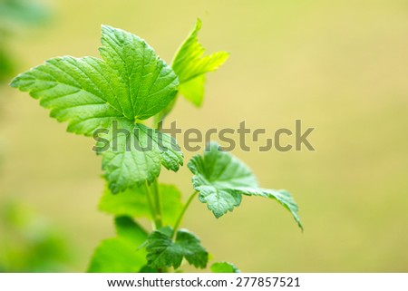 Green currant leaves in spring garden,macro shot.