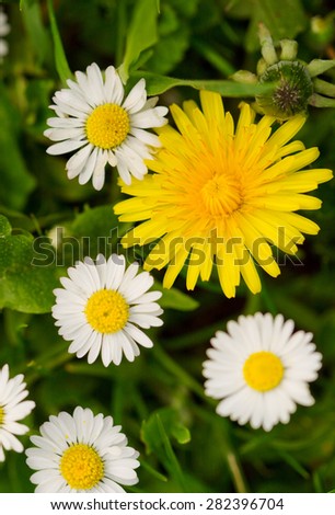 White daisies meadow and yellow dandelion flower.Summer meadow.