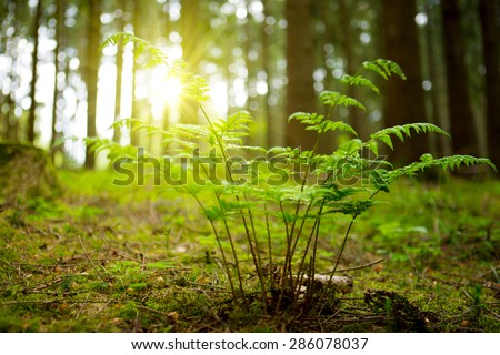 German beech forest with green plants on the forest ground in sunshine.