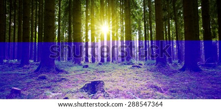 German beech forest with green plants on the forest ground in sunshine.