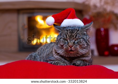 Grey cat by the fireplace.Seated Gray Cat with Santa hat and a fireplace.Christmas cat by the fireplace.