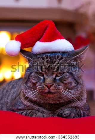 Gray Cat with Santa hat and a fireplace.
