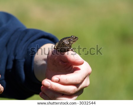 small frog on a human hand