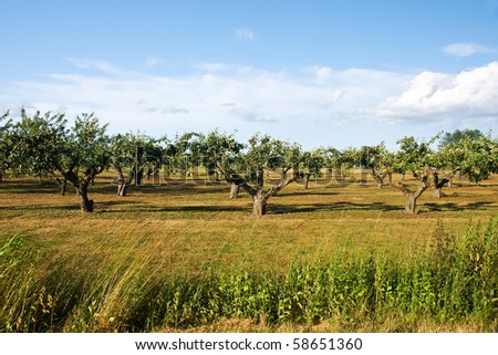 apple field