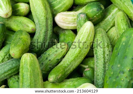 Fresh green raw cucumber for sale at local farmers market.