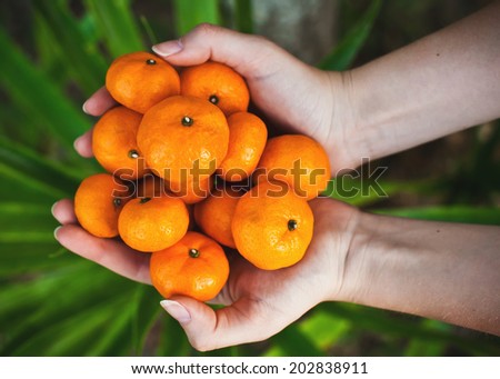 Bunch of fresh small tangerine in girl's hands