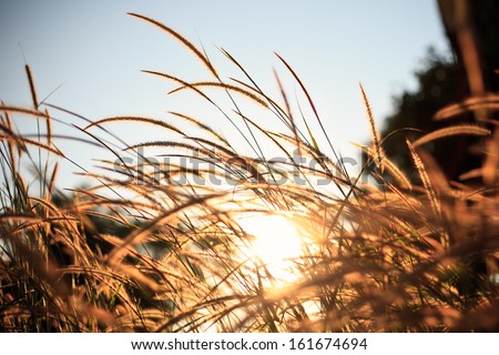Brown grass and sun