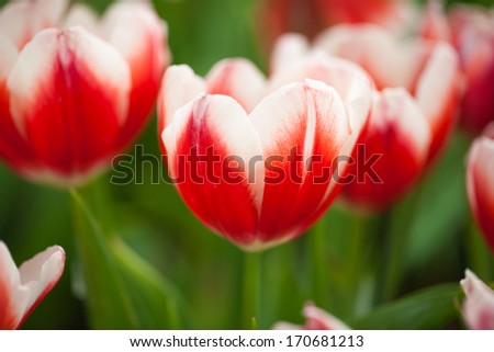 Red, white tulips