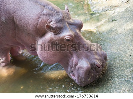 Hippopotamus the strongest animal.