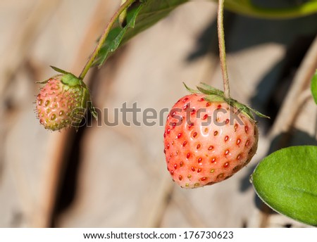 Fresh strawberry in strawberry field.