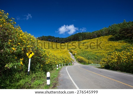 Road center of Yellow Mexican sunflower field at Maehongson, Thailand.