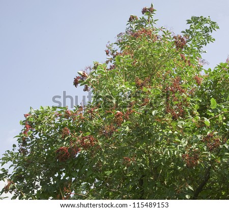 tree with elderberries, some picked by the birds