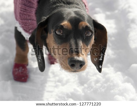 sad looking basset hound in the snow