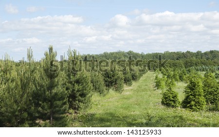 tree farm in the country