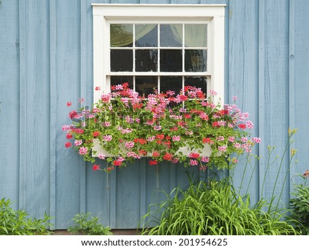 Window Flower box with beautiful blooming flowers