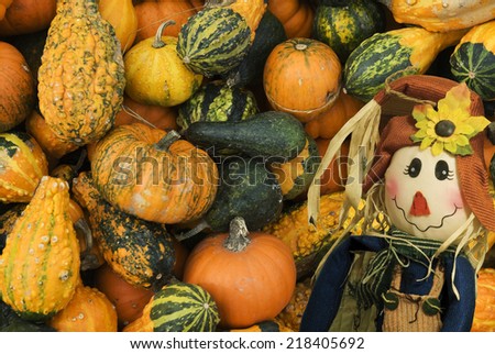 Variety of Pumpkins and Gourds