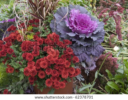 beautiful flowering cabbage with mums