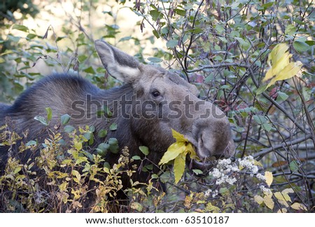 moose eating