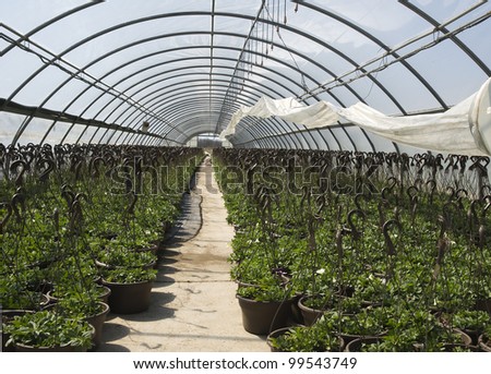 large greenhouse with hanging planters