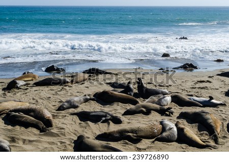 Elephant seals on the beach at Piedro Blanca Elephant Seal Rookery on the California coast.
