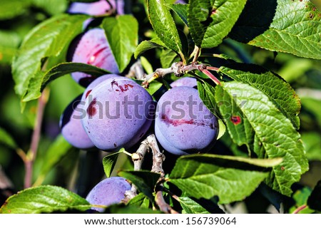 Plums on a branch.Plum tree orchard
