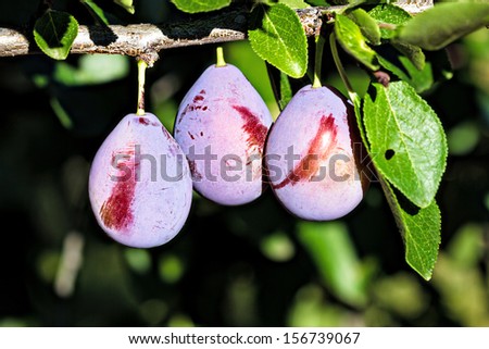 Plums  on a branch. Plum tree orchard