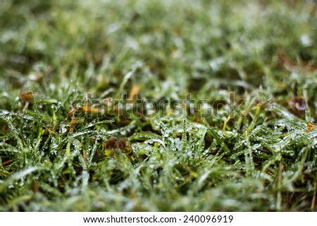 Closeup of frozen grass blades