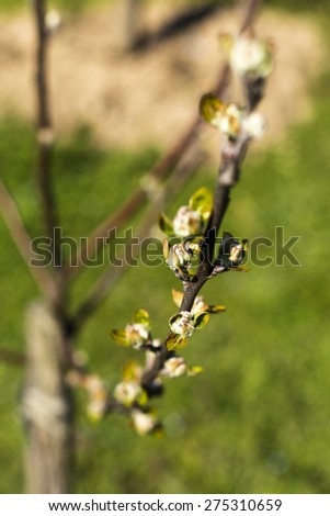 Closeup of buds on a tree at the spring time