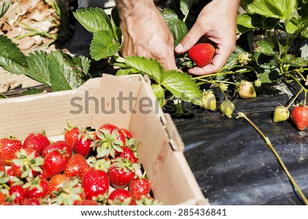 Closeup of man hands picking beautiful red strawberries